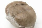 Rare, Dysplanus Babinoensis Trilobite - Russia #200396-3